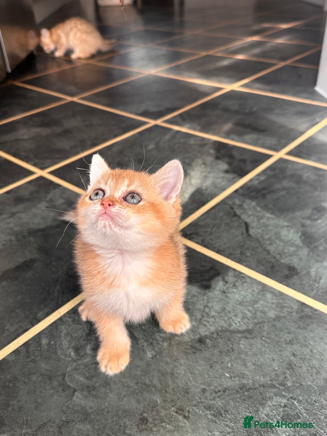 Scottish Fold cats for sale: Adorable pedigree kittens - Image 12