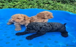 Cavapoo dogs for sale: 3 cavapoo pups for sale 2/male-1/girl - Image 5
