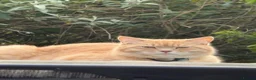 Mixed Breed cats for sale:  Rehoming  - Advert 15