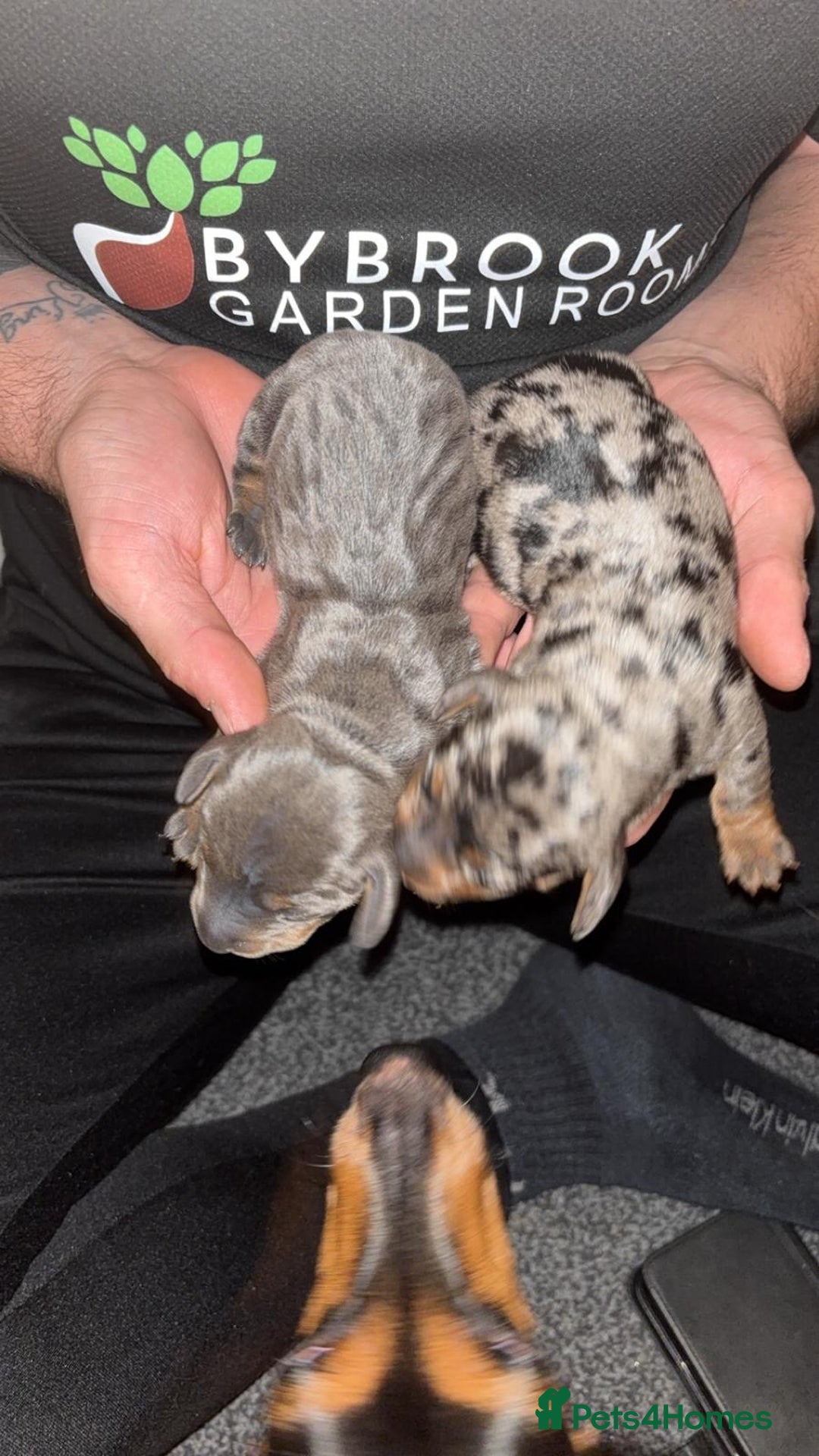 Miniature Dachshund dogs for sale: Outstanding Quality True miniature dachshunds - Advert 7