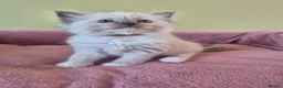 Ragdoll cats for sale: Ragdoll kittens GCCF regsitered - Advert 10