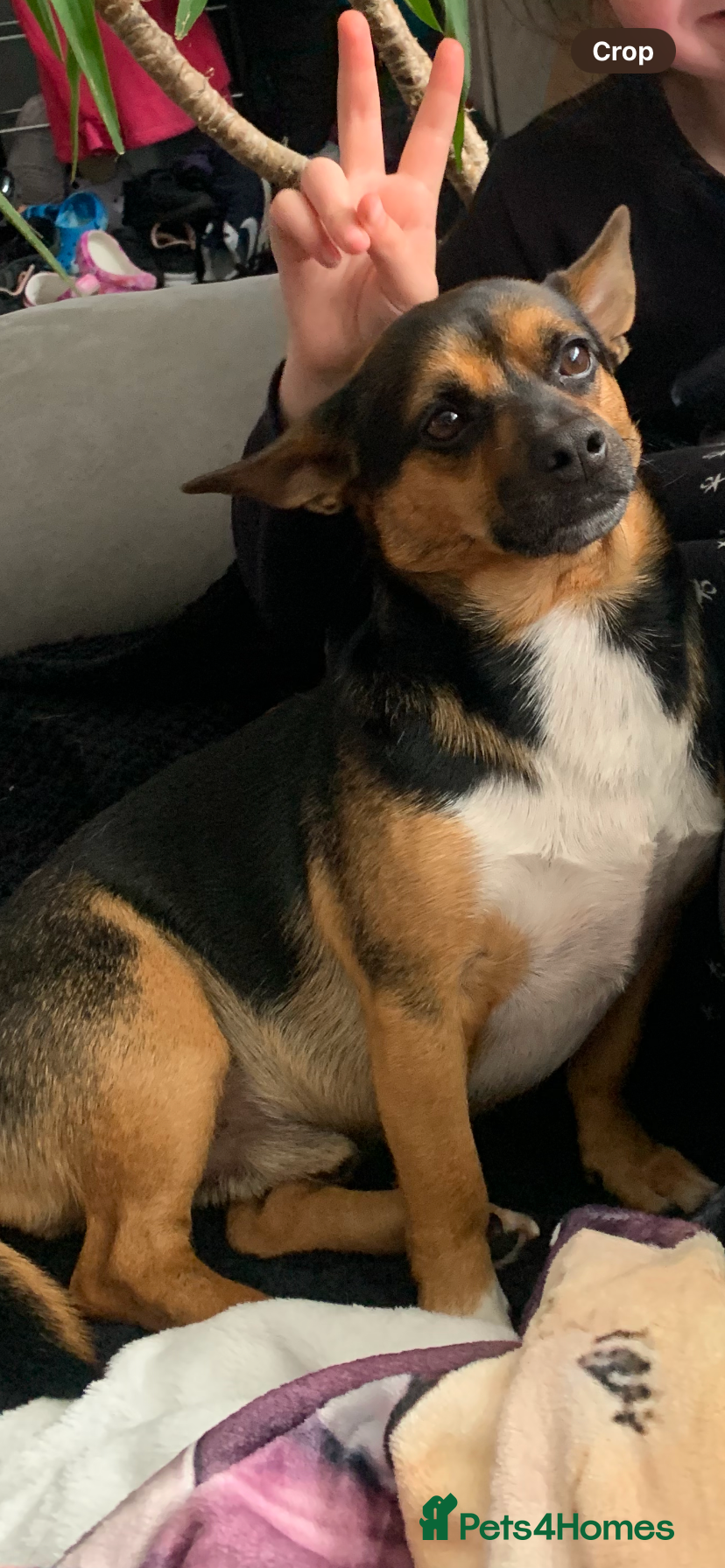 Mixed Breed dogs 5 year old JRT x Chihuahua for sale  - Advert 2