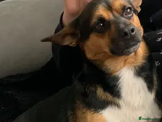 Mixed Breed dogs 5 year old JRT x Chihuahua for sale - Advert 2