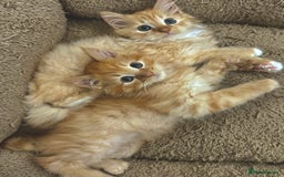 Mixed Breed cats for sale: GORGEOUS SIBERIAN X KITTENS  - Image 7