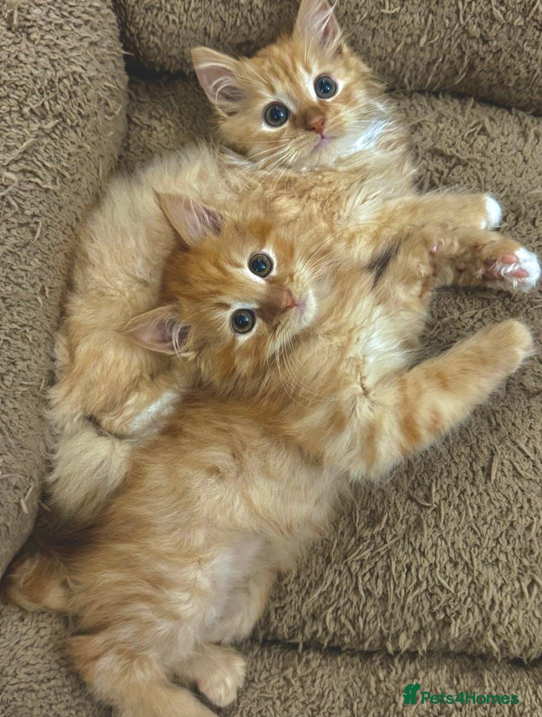 Mixed Breed cats for sale: GORGEOUS SIBERIAN X KITTENS  - Image 7