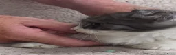Siberian cats for sale: Siberian kittens with pedigree READY TO GO  - Advert 23