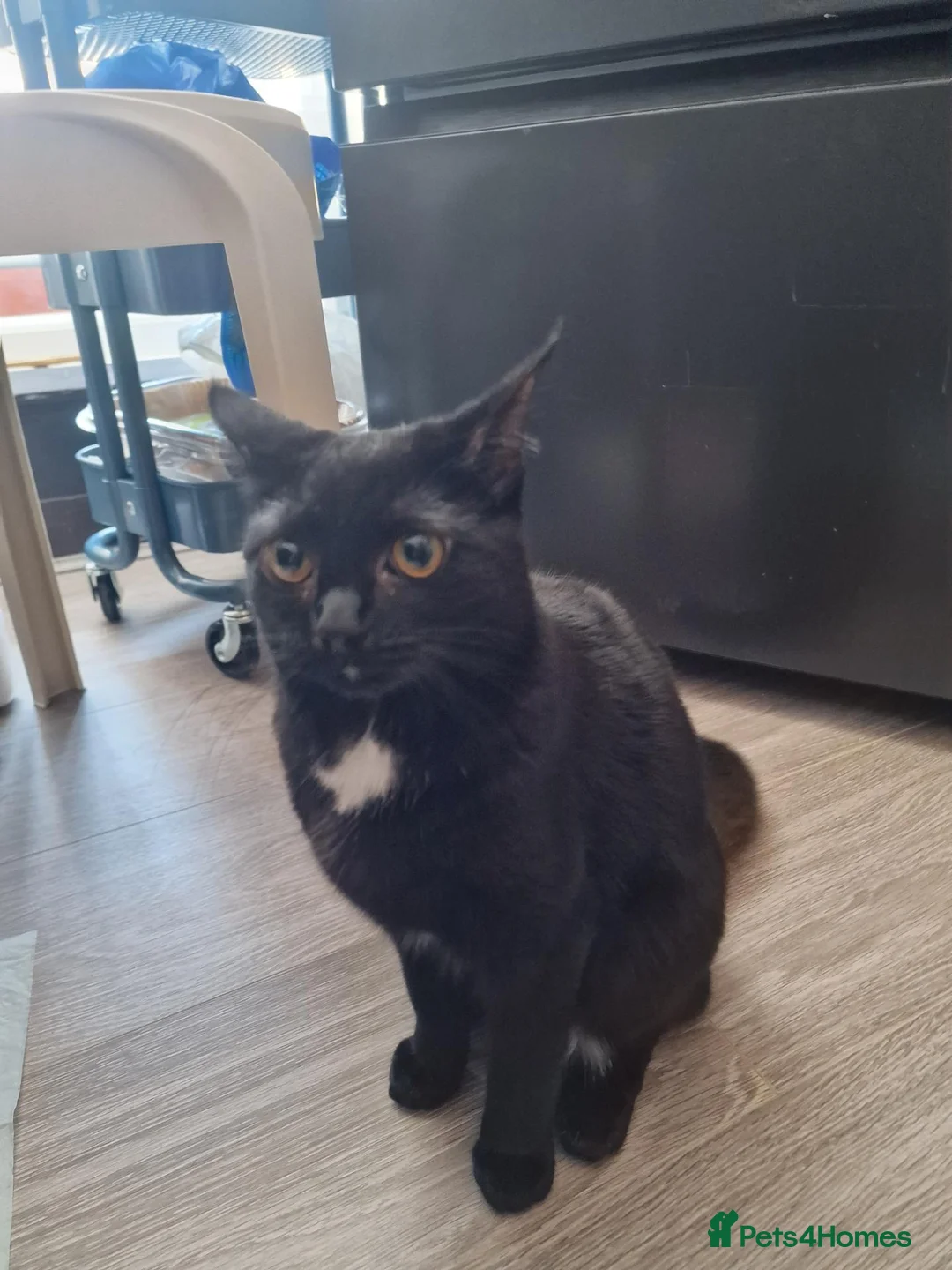 Domestic Shorthair cats for sale: Cat for free in Gravesend - Advert 2