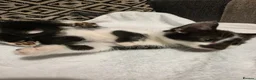 Mixed Breed cats for sale: 7 kittens for sale - Advert 13