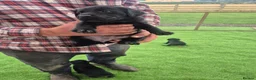 Labrador Retriever dogs for sale: Beautiful litter of labrador pups in Stockton-on-Tees - Advert 7