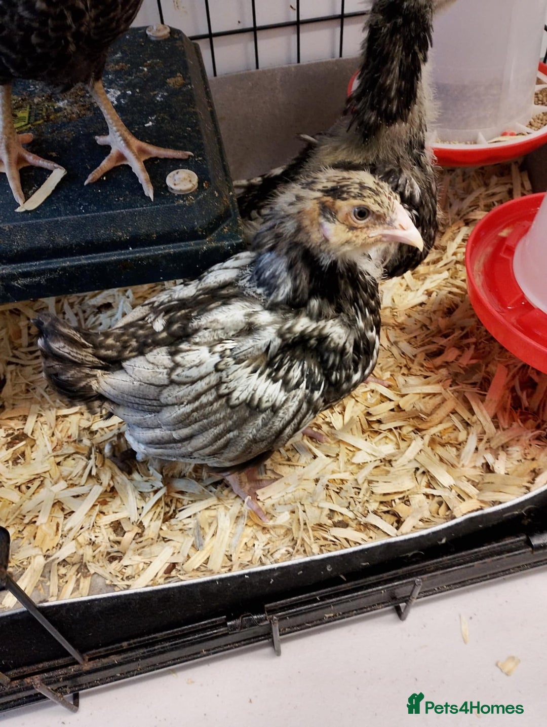 Chickens poultry for sale: Silver laced Orpington Hens - Advert 1