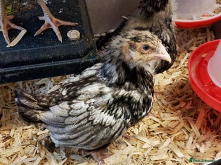 Chickens poultry Silver laced Orpington Hens - Advert 7