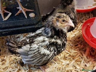 Chickens poultry Silver laced Orpington Hens - Advert 12