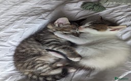 American Shorthair cats for sale: 2 x 8 week kittens available  - Image 2