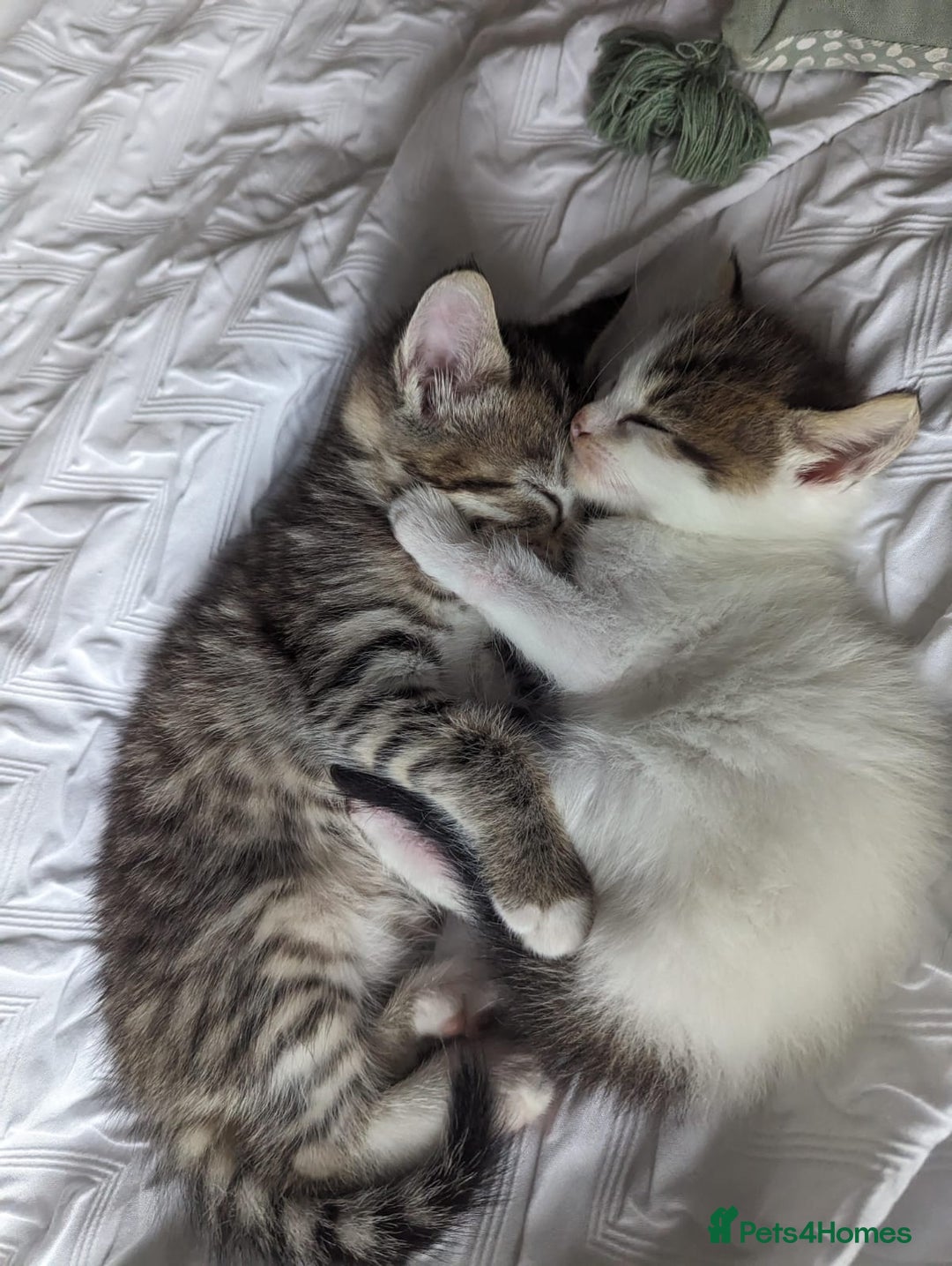 American Shorthair cats for sale: 2 x 8 week kittens available  - Image 2