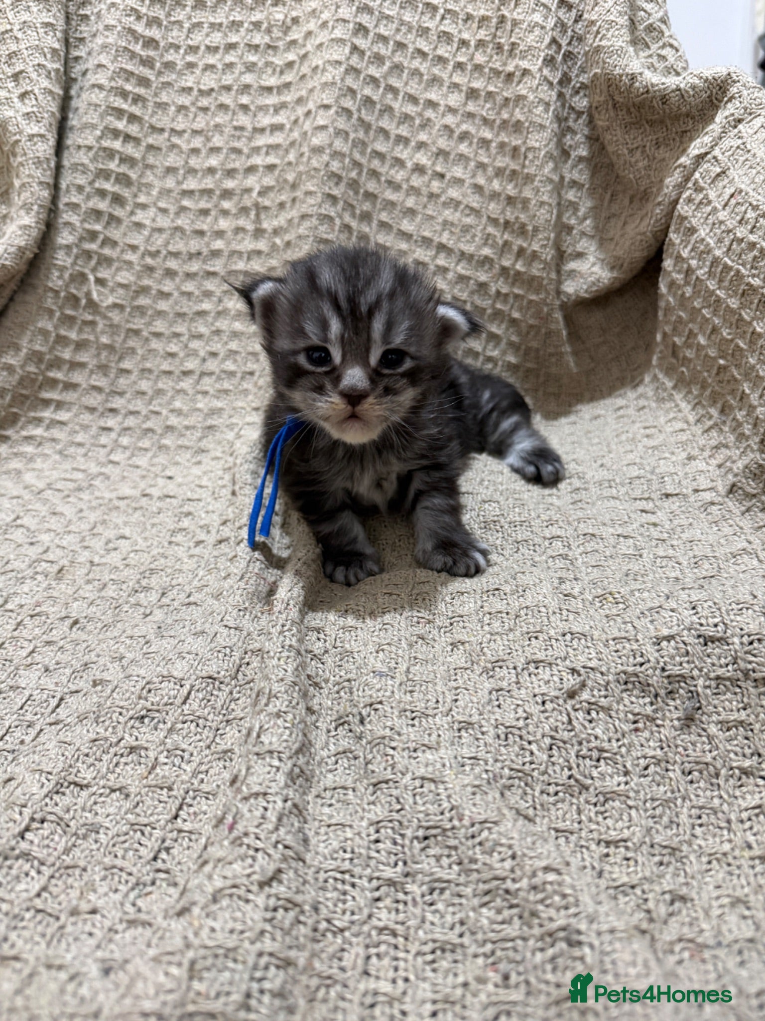 Maine Coon cats Exceptional Smoke / classic MAINCOON kittens  - Advert 2