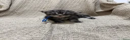 Maine Coon cats for sale: Exceptional Smoke / classic MAINCOON kittens  - Advert 1