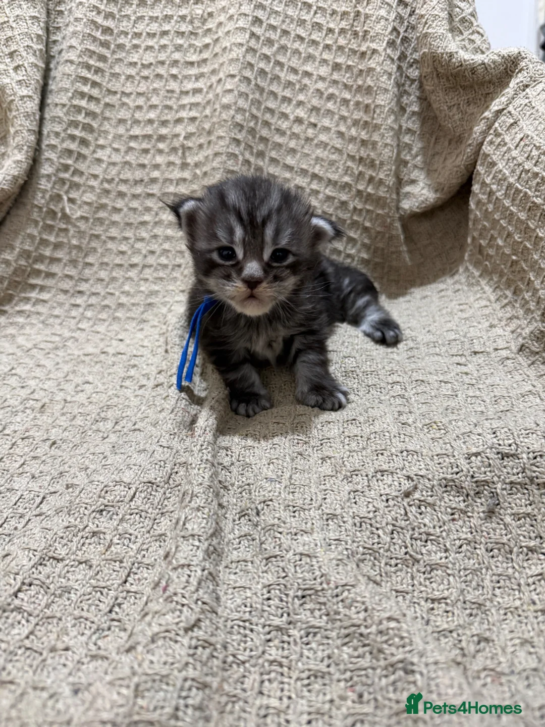 Maine Coon cats for sale: Exceptional Smoke / classic MAINCOON kittens  - Advert 1