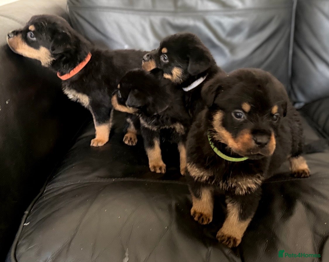 Rottweiler dogs Beautiful KC Rottweiler Pups for sale Essex £1500  - Advert 5