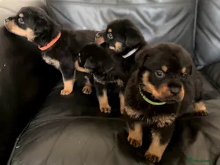 Rottweiler dogs Beautiful KC Rottweiler Pups for sale Essex £1500 - Advert 5