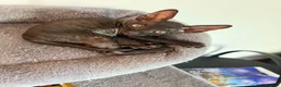 Cornish Rex cats for sale: Beautiful Cornish Rex’s ready for their new homes - Advert 32