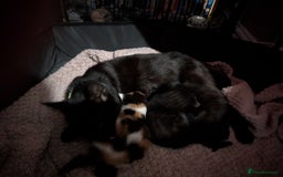 Mixed Breed cats for sale: 2 black kittens available  - Image 7