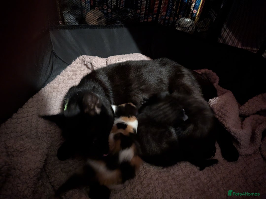 Mixed Breed cats for sale: 2 black kittens available  - Image 7