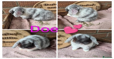 Mini Lop rabbits - Advert 3