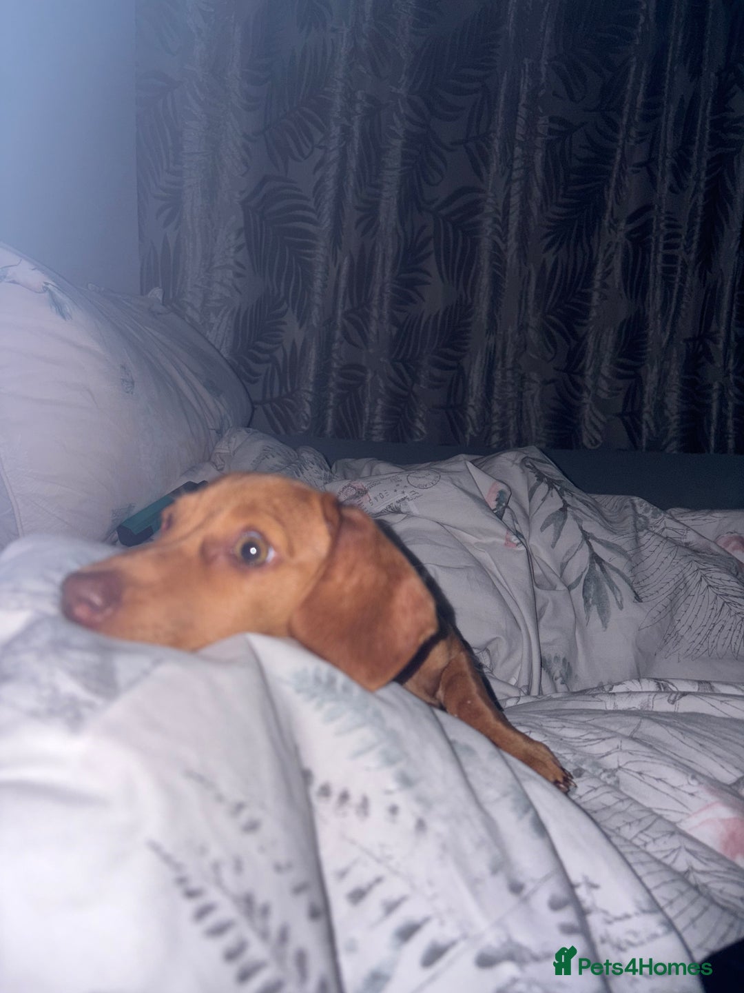 Miniature Dachshund dogs for sale: miniature dachshund  - Image 7