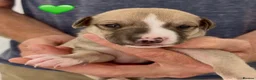 Whippet dogs for sale: KC reg healthy, sweet, gentle whippet pups - Advert 11