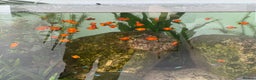 Platies fish for sale: Mickey Mouse Red Platies in Belper - Advert 2