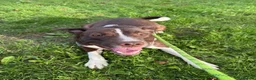 Mixed Breed dogs for sale: Puppy for sale in Peterborough - Advert 2
