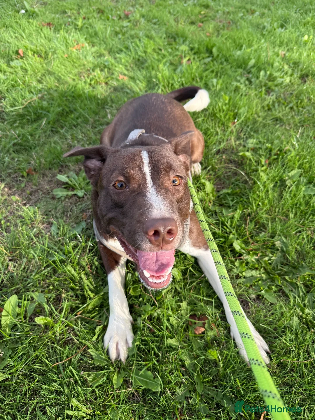 Mixed Breed dogs for sale: Puppy for sale in Peterborough - Advert 2