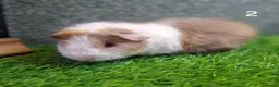 Guinea Pig rodents for sale: Attractive baby boy Guinea Pigs - Advert 9