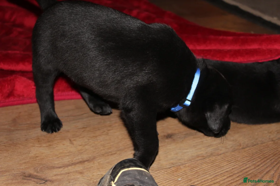 Labrador Retriever dogs for sale: 🔥 KC LABRADOR PUPPIES SILVER CHOCOLATE AND BLACK - Advert 37