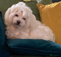 Maltipoo dogs F1 Beautiful Maltipool Puppies - Advert 1