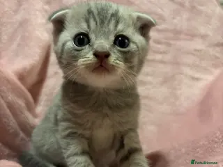 British Shorthair cats British shorthair/scottish fold - Advert 7