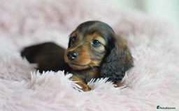 Miniature Dachshund dogs for sale: Gorgeous Longhair Miniature Dachshund Girls - Image 22