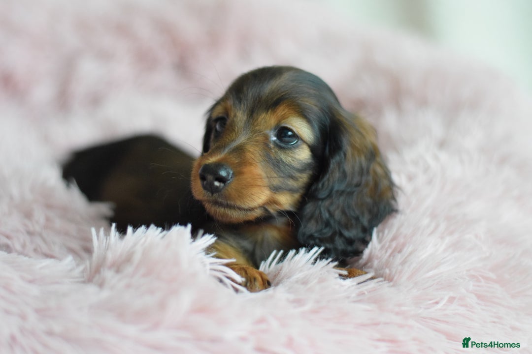 Miniature Dachshund dogs for sale: Gorgeous Longhair Miniature Dachshund Girls - Image 22