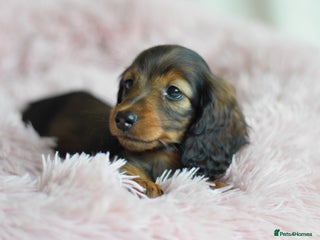 Miniature Dachshund dogs - Advert 28