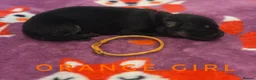 German Shepherd dogs for sale: Fully Health Tested, KC registered GSD puppies due - Advert 14