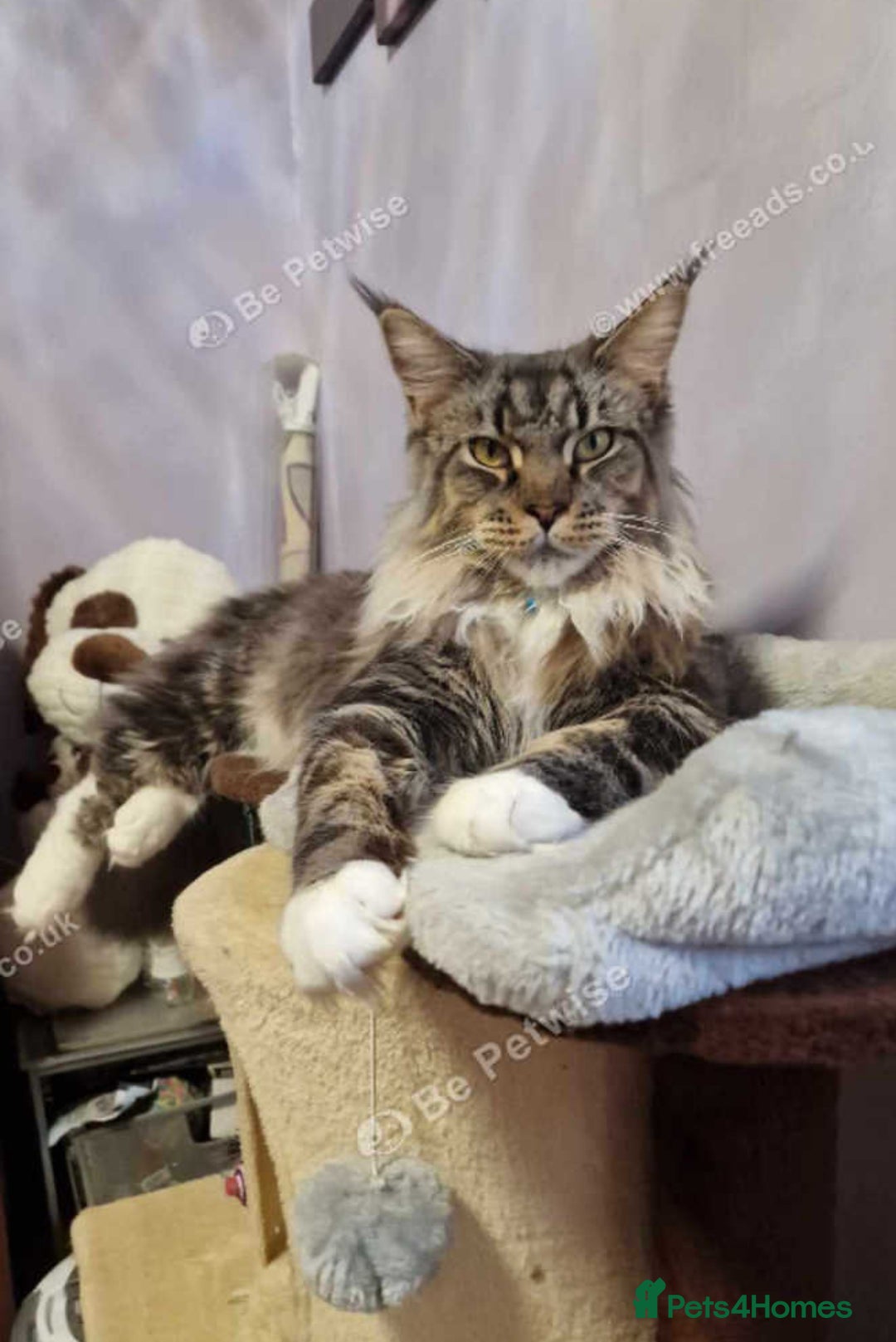 Maine Coon cats for sale: maine coon kitten  - Image 9