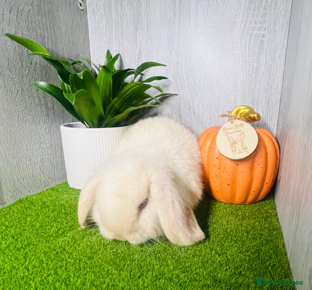 Mini Lop rabbits for sale: 🐰 Pedigree purebred Miniture Lop Kits 🐰 - Image 7