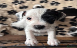 Mixed Breed dogs for sale: Border terrier x Patterdale terrier   - Image 8