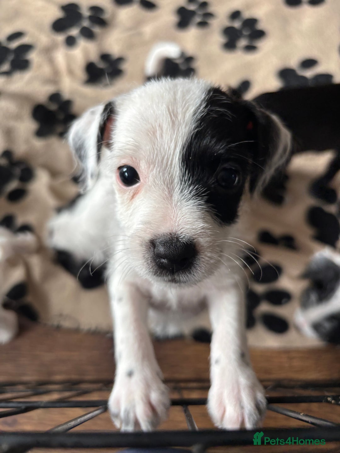 Mixed Breed dogs for sale: Border terrier x Patterdale terrier   - Image 8