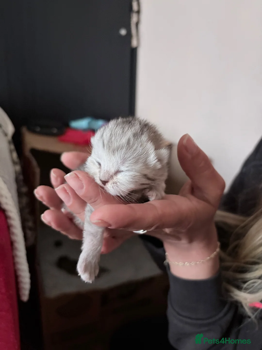 British Shorthair cats for sale: British Shorthair Tabby Female-Champion Heritage🐾 - Advert 2