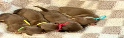 Miniature Dachshund dogs for sale: 🐾 STUNNING DNA TEST MINIATURE DACHSHUND PUPPIES  - Advert 6