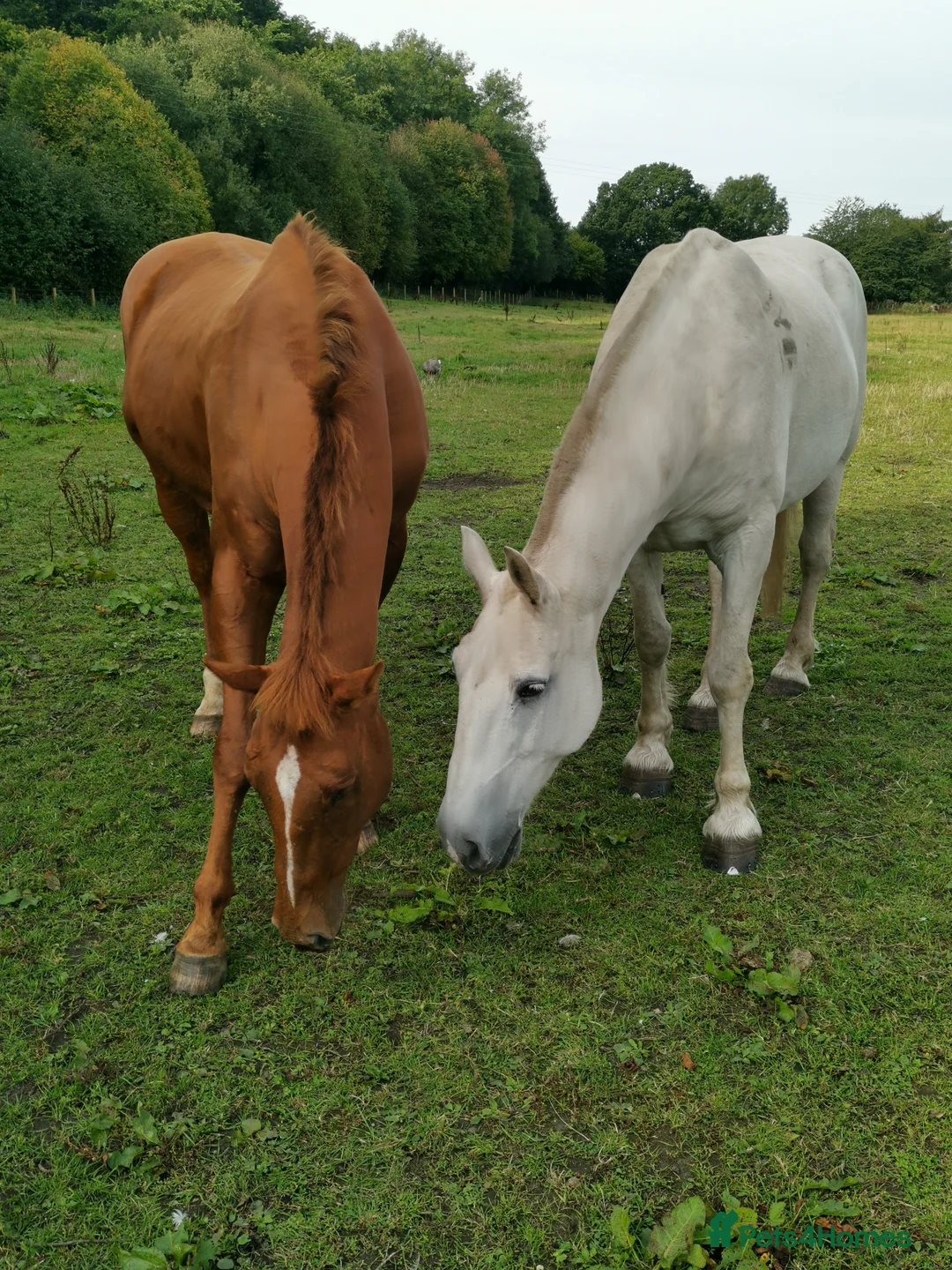 Irish Draught horses for sale: Companion/ happy hacker - Advert 4