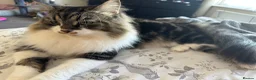 Mixed Breed cats for sale: 1 boy and 2 girl kittens for sale  in Farnborough - Advert 2