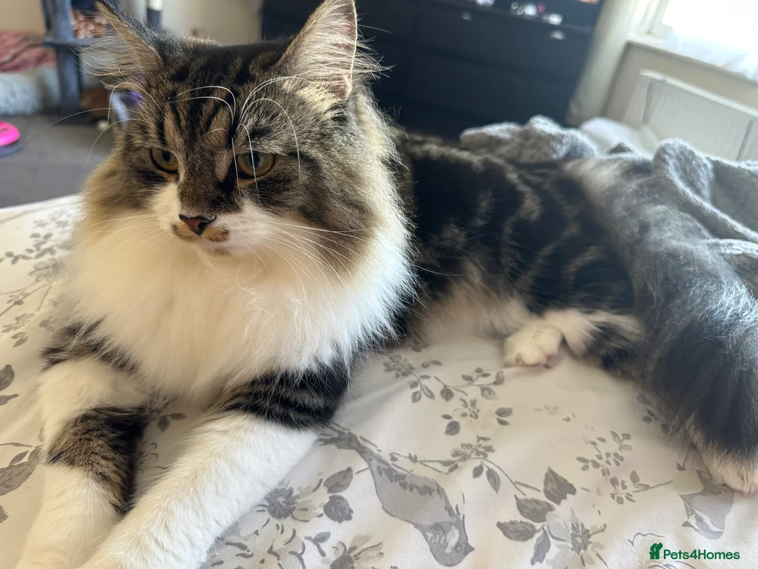 Mixed Breed cats for sale: 1 boy and 2 girl kittens for sale  in Farnborough - Advert 2
