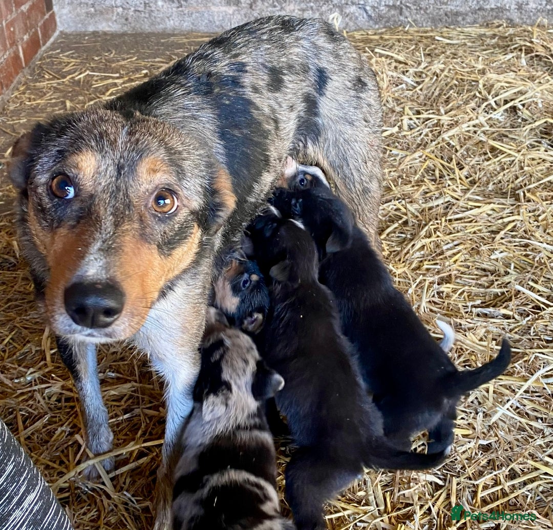 Border Collie dogs for sale: Border Collie Puppies - Advert 10